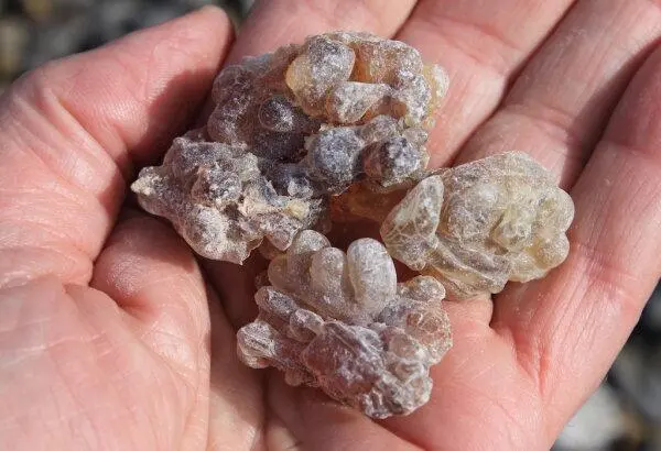 A person holds several chunks of raw frankincense resin in the palm of their open hand.