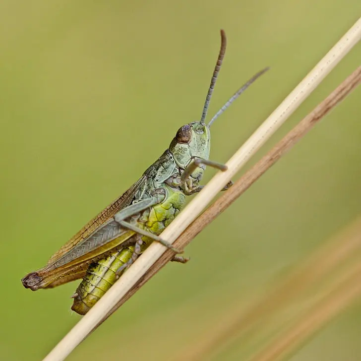 A green and brown locust perches on a thin stem of grass.