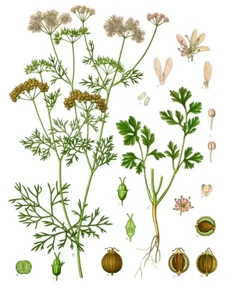 A botanical illustration of the coriander plant showing its stems, leaves, flowers, and seeds.