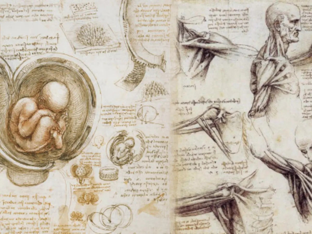 Illustration for the Bible word "flesh".