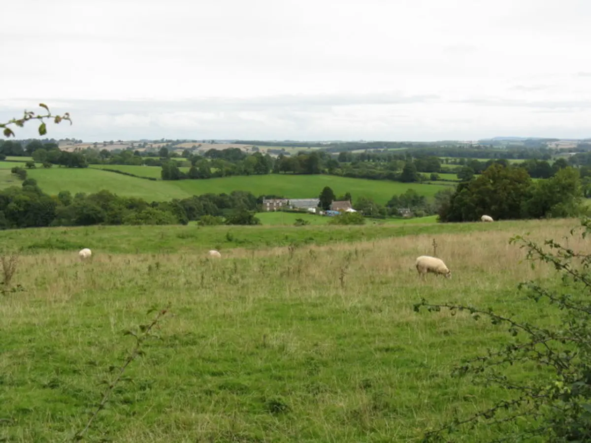 Sheep graze in a large, open green pasture with rolling hills and trees in the background.